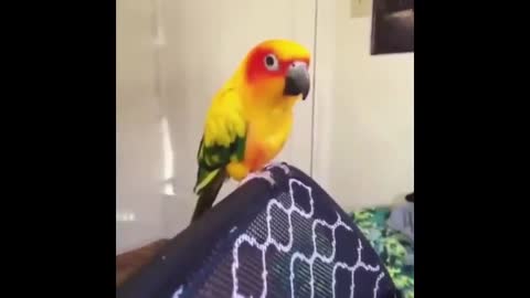 Cat Pets Parrot #shorts Cute Parrots Videos Compilation cute moment of the animals - Soo Cute! #1