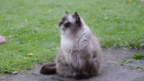 Beautiful cat rag doll