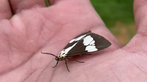 Adorable butterfly