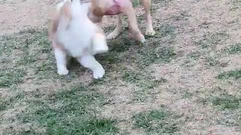 Two puppies playing around