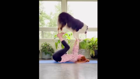 Funny Dog Video | short funny dog video| #Mayafunnyvideo