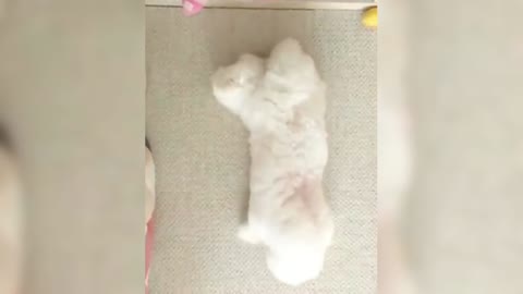 White Poodle: Congratulations！