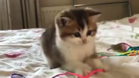 Baby Kitten Playing with Owners Hand