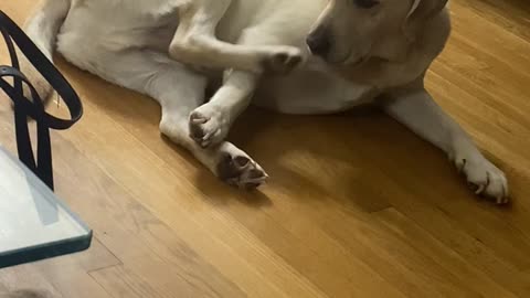 Lab Confused by Twitchy Foot