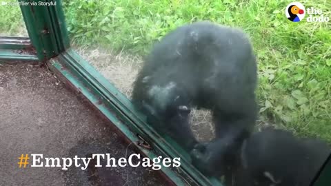 Chimp ask to drink Funny video in zoo