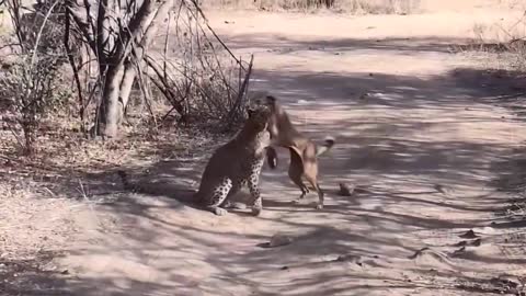 Leopardo Caçando Cachorro