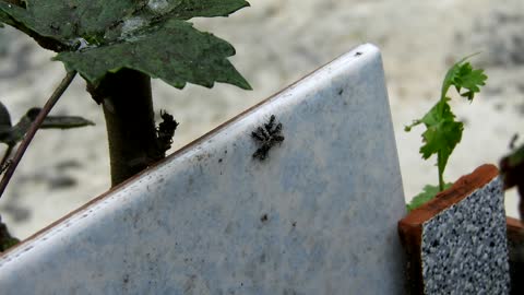 Insects Macro Garden Fauna Colombia