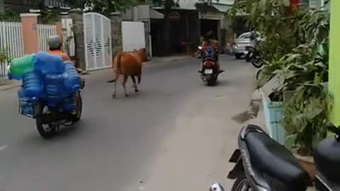 Road traffic of people and crawling together