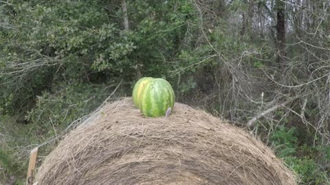 Watermelon Time / Shoutout to Kentucky Ballistics