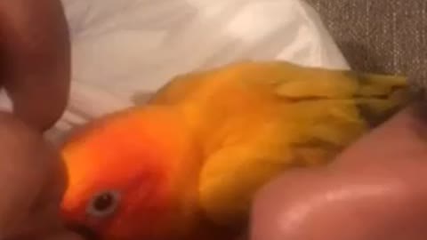Sun conure talking before bed