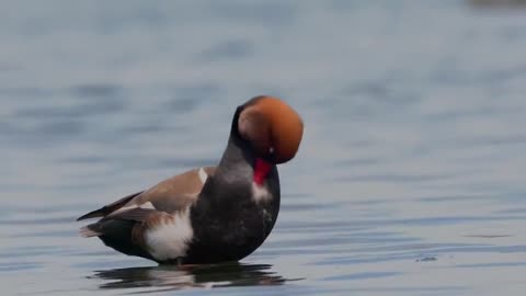 Duck/Red bill Bird VIdeo