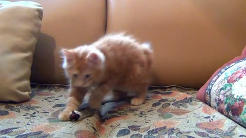 Little cat Playing His Toy Mouse