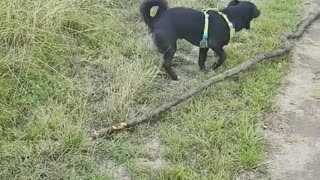 Dog playing with a Stick Outside