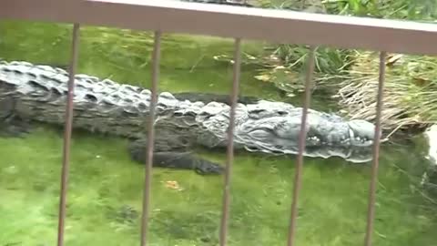 African crocodile at Animal Kingdom_Cut.mp4