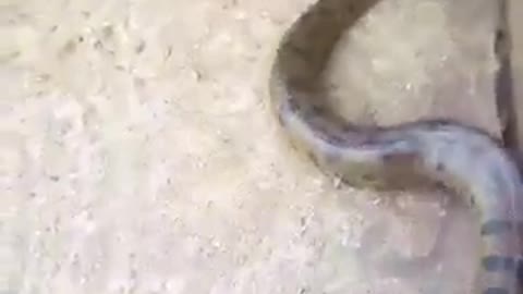 MASCOTA SERPIENTE