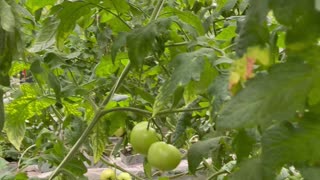 Red and green organic tomatoes on the branch