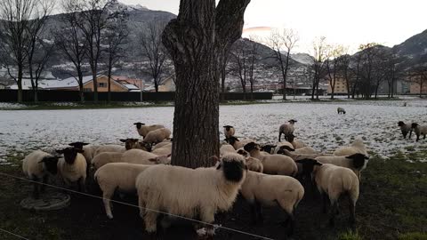 Wild sheep in Switzerland eating in nature