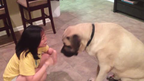 My Midlife Crisis - English Mastiff Licks Face