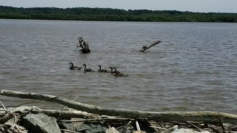 Geese and a turtle in the Mississippi river