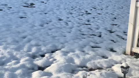 Morning Snow in ATX