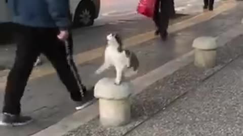 cat attacks all passersby who pass near him