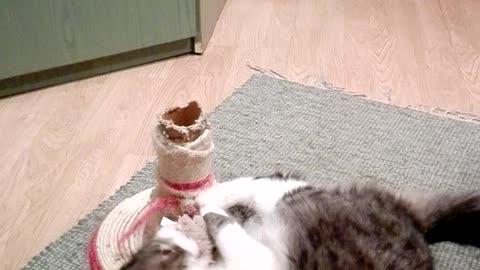This is love: cat licking his favourite toy mouse