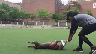 Grey pitbull catches toy and then gets dragged across grass on back