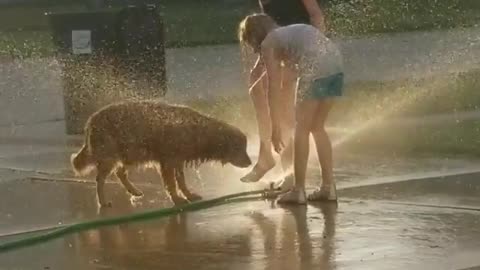 Summer-loving dog prefers sprinkler to her ball
