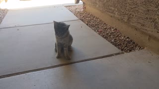 Feeding a stray kitten