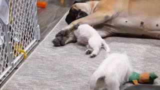 Westie puppies love to play with gentle Bull Mastiff