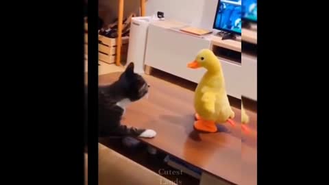 Cat's Funny video-22