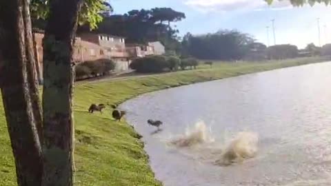 Synchronized Capybaras Jump Into Water
