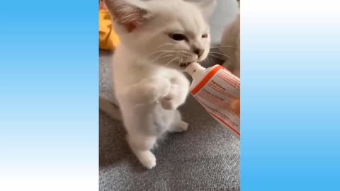 Little Cat is eating like a Human