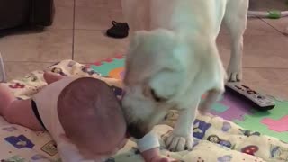 Loving dog can't stop kissing baby