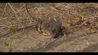 Abandoned Puppies Were Hoping Someone Would Help Them