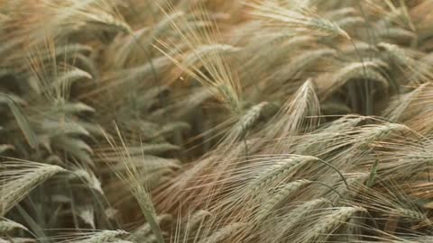 Wheat Plants in Field