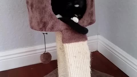 Oliver the cat says peekaboo!