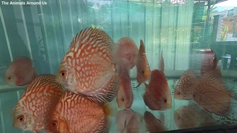 Discus_Fish_Arowana_Flowerhorn_Koi_Black_Ghost_Soft_Shell_Turtles_animals_Videos