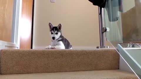Husky vs stairs