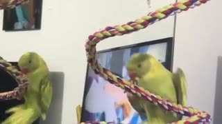 Talking parrot shouts "whee" while hanging upside down