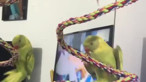 Talking parrot shouts "whee" while hanging upside down