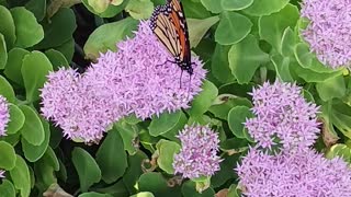 Butterfly and bee