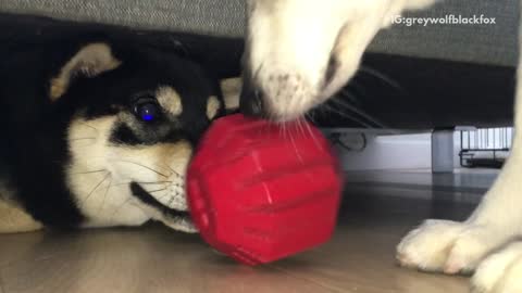Black dog under couch struggles to get red ball