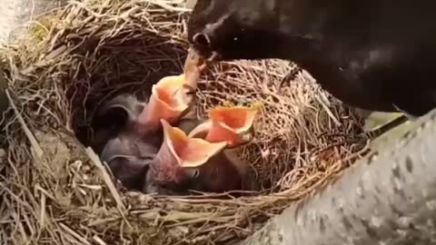 see how a bird feeds its chicks