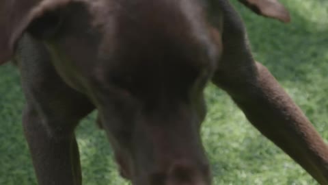 Brawn Adult Dog Laying on the Grass