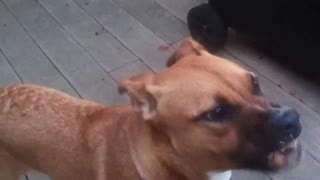 Dog hilariously tries peanut butter