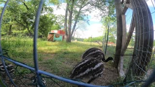 4 emus playing