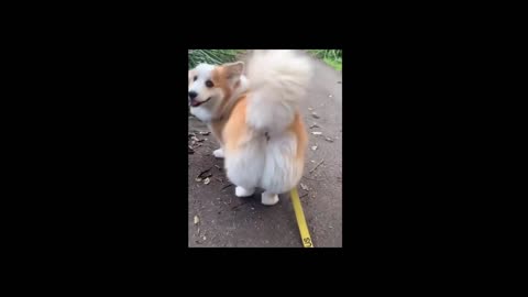 First time seeing the fluffiest tail ever on CORGI~ OMG