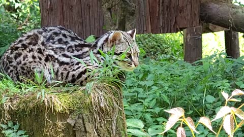 Leopard cat