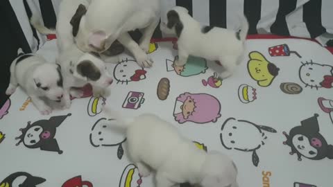 cute puppy's playing